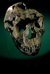 Turkana-Junge, Kenia, West-Turkana, See Turkana, KNMER-WT15000, H. erectus, Nariokotome, 2008 von Kenneth Garrett