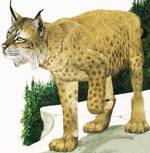 Der Luchs