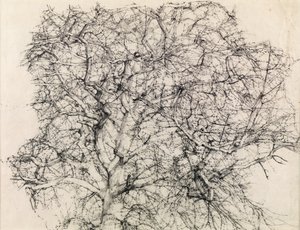 Studie eines Baumes