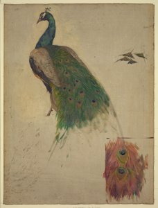 Die Wissenschaften, Studie für Pfau im Tympanon, Südwestgalerie, Dekoration für die Library of Congress von Kenyon Cox