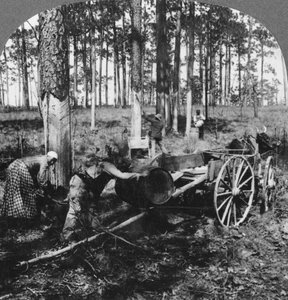 In einem großen Kiefernwald, Harz sammeln, North Carolina, USA, späte 19. oder frühe 20. Jahrhundert von Keystone View Company