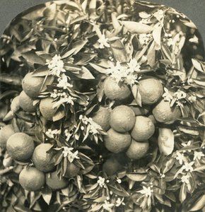 Orangenblüten und reife Orangen am selben Baum, Kalifornien, um 1900 von Keystone View Company