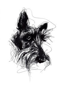 Ausdrucksstarke Skizze eines Scottish Terriers von Kiarra B
