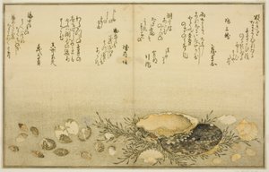 Chidori-gai, itaya-gai, awabi, utsuse-gai, asari-gai und monoara-gai, aus dem illustrierten Buch "Geschenke der Ebbe (Shiohi no tsuto)" von Kitagawa Utamaro