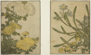 Chrysantheme und Narzisse, aus dem illustrierten Buch "Bilderbuch: Blumen der vier Jahreszeiten (Ehon shiki no hana)," Bd. 2 von Kitagawa Utamaro