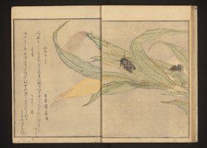 Zikade und Spinne auf Mais von Kitagawa Utamaro