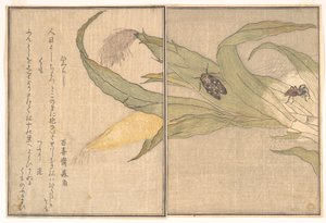 Abendzikade, Higurashi; Spinne, Kumo, aus dem Bilderbuch der kriechenden Kreaturen (Ehon mushi erami) von Kitagawa Utamaro