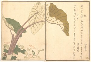 Pferdebremse (abu); Grüne Raupe, imomushi, aus dem Bilderbuch der kriechenden Kreaturen (Ehon mushi erami) von Kitagawa Utamaro