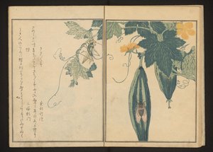 Grille und Zikade auf einem Kürbis von Kitagawa Utamaro