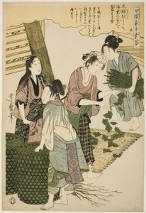 Nr. 5 (go), aus der Serie „Frauen in der Seidenraupenzucht (Joshoku kaiko tewaza-gusa)“