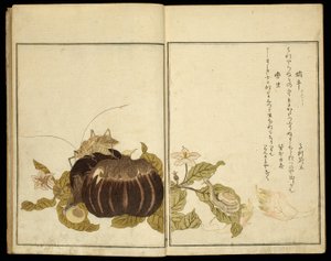 Bilderbuch: Ausgewählte Insekten von Kitagawa Utamaro