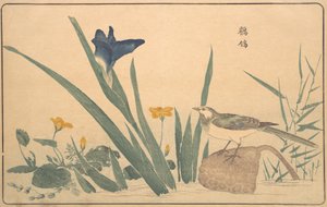Die Bachstelze, 1789 von Kitao Masayoshi