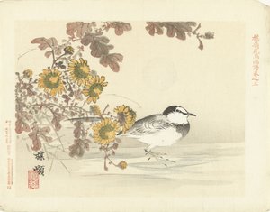 Japanische Bachstelze