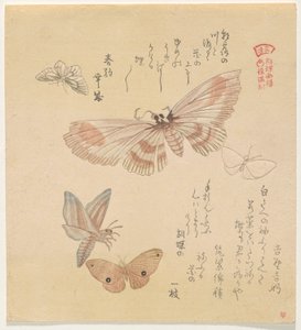 Schmetterlinge und Motten, aus der Serie Ein Schwarm von Schmetterlingen (Gunchō Gafu) von Kubo Shunman