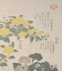 Corchorus oder Gelbe Rose und Kriechendes Steinbrech, 19. Jahrhundert von Kubo Shunman