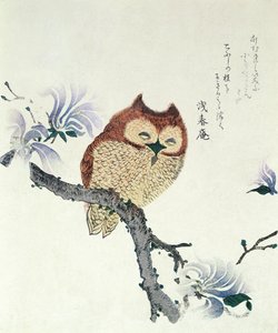 Eule auf einem Magnolienzweig