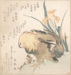 Paar Mandarinenten und Schwertlilien von Kubo Shunman