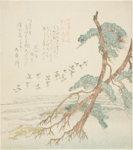 Kiefern, aus der Serie "Tosa-Tagebuch für den Shofudai, Hisakataya und Bunbunsha"