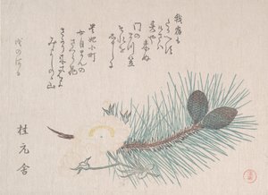 Kiefern und Kirschblüten, wahrscheinlich 1814 von Kubo Shunman