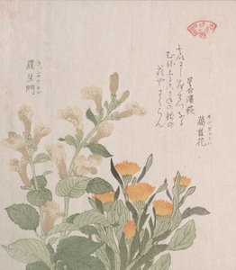 Die Gemeine Ringelblume und Die Rajoman-Blumen