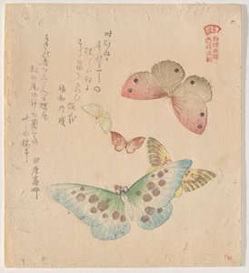 Das Malhandbuch der Schmetterlingsschwärme (Guncho? Gafu) von Kubo Shunman