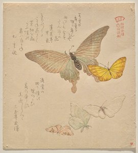 Das Malhandbuch der Schmetterlingsschwarm (Guncho? Gafu) von Kubo Shunman