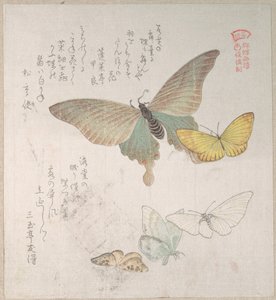 Verschiedene Motten und Schmetterlinge von Kubo Shunman