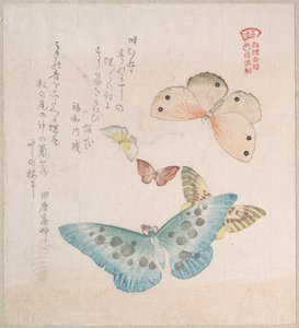 Verschiedene Motten und Schmetterlinge von Kubo Shunman