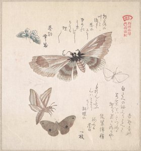 Verschiedene Motten und Schmetterlinge von Kubo Shunman