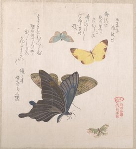 Verschiedene Motten und Schmetterlinge von Kubo Shunman