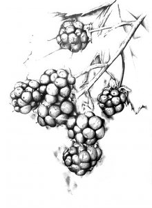 Botanische Beerenzeichnung