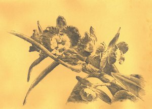 Zarte Orchideenzeichnung