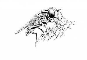 Detaillierte Fliegenzeichnung