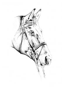 Elegantes gezäumtes Pferd