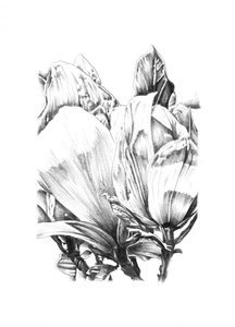 Elegante Blumenstudie