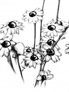 Florale Naturkunst Zeichnung Skizze 15
