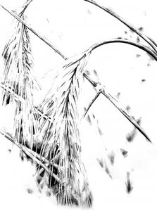 Grafische Getreidehalme