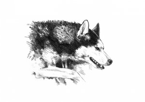 Intensives Husky-Porträt