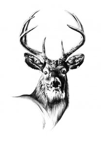 Majestätisches Hirschporträt