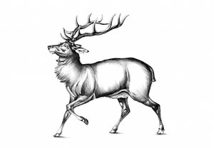 Majestätischer Hirsch