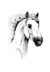 Majestätisches weißes Pferd