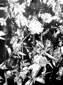 Monochrome Gartenblüten