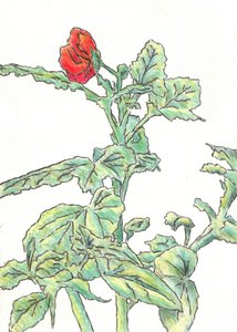 Rote Blütenknospe