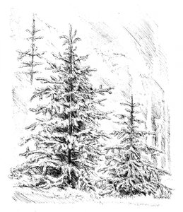Verschneiter immergrüner Wald