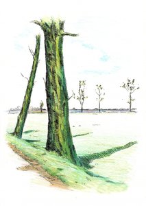 Hohe Bäume, lange Schatten