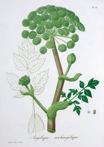 Angelica Archangelica Garten-Engelwurz, 1821 von LFJ Hoquart