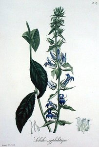 Lobelia Siphilitica aus 