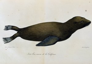 Junger Seelöwe, Kalifornien, aus Voyage pittoresque autour du monde von Langlume Langlume