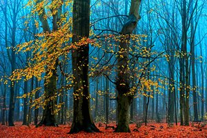 Nebliger Herbstwald von Lars van de Goor †