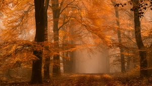 Nebliger Herbstwaldweg